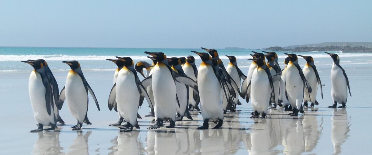 pinguïns expeditie